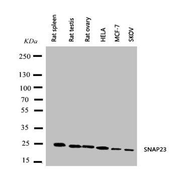 Anti-SNAP23 Antibody
