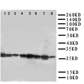 Anti-CISH Antibody