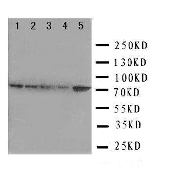 Grp75/HSPA9 Antibody