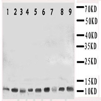 Cpn10/HSPE1 Antibody