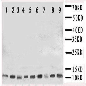 Anti-Cpn10/HSPE1 Antibody