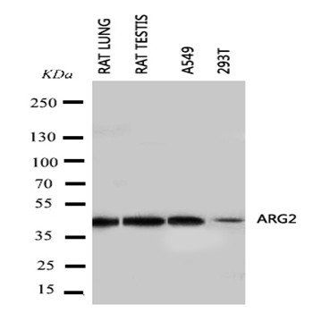 Anti-Arginase-2, mitochondrial Arg2 Antibody