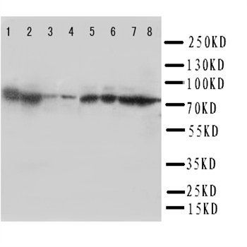 Hsc70/HSPA8 Antibody