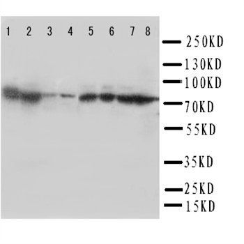 Anti-Hsc70/HSPA8 Antibody