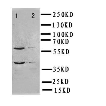 Anti-Interferon regulatory factor 2 IRF2 Antibody
