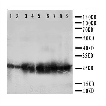 Peroxiredoxin 3/PRDX3 Antibody