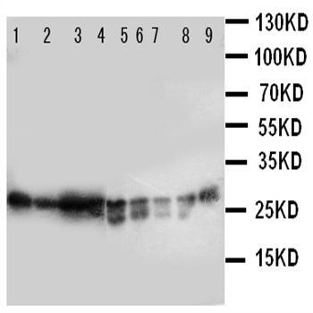 Peroxiredoxin 3/PRDX3 Antibody