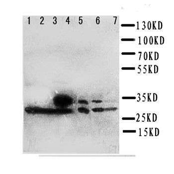 Peroxiredoxin 4/PRDX4 Antibody