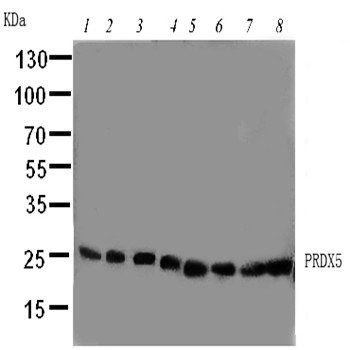 Peroxiredoxin 5/PRDX5 Antibody