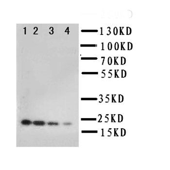Anti-Interleukin-10 IL10 Antibody