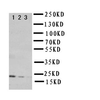 Interleukin-10 IL10 Antibody