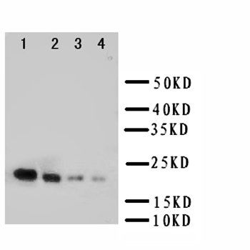 Anti-Interleukin-18 IL18 Antibody