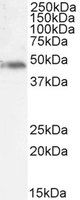 Goat anti-p47phox (mouse) Antibody