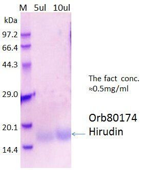 Hirudin protein