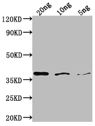 bamA Antibody