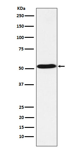 5HT7 Receptor Rabbit Monoclonal Antibody