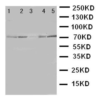 BCRP/ABCG2 Antibody