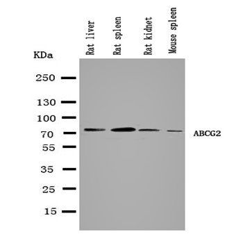 Anti-BCRP/ABCG2 Antibody