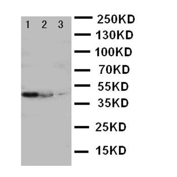 Anti-Cullin 2/CUL2 Antibody