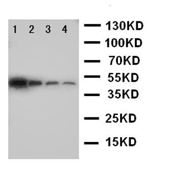 MCK10/DDR1 Antibody