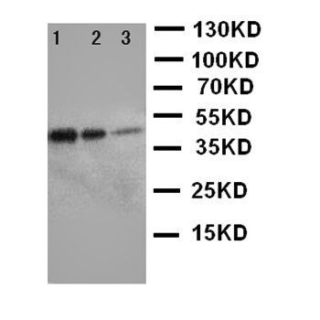 ErbB 3/ERBB3 Antibody