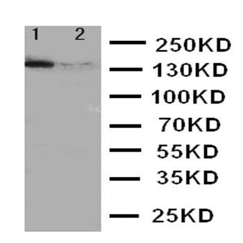 Anti-ErbB 4/ERBB4 Antibody