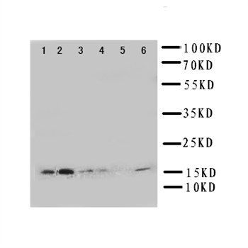 Glutaredoxin 2/GLRX2 Antibody