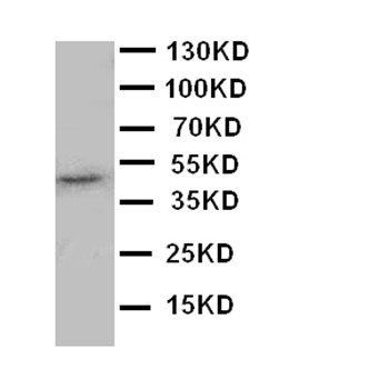 JNK1/MAPK8 Antibody