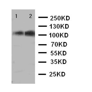 p107/RBL1 Antibody