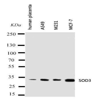 Superoxide Dismutase 3/SOD3 Antibody