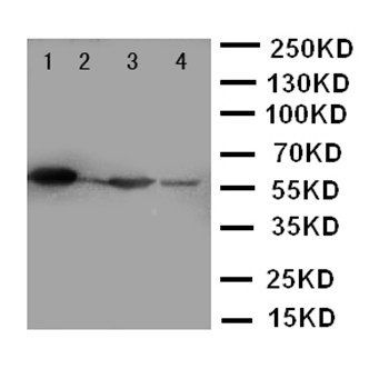 Anti-TXNRD2 Antibody