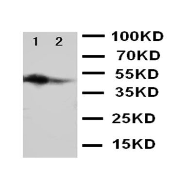 Flt3 ligand/FLT3LG Antibody