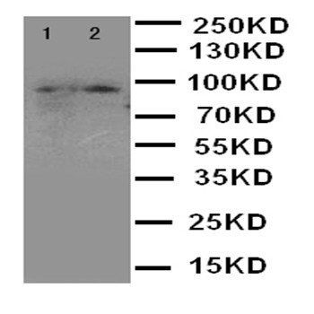 MALT1 Antibody