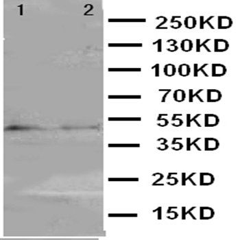 MEK7/MAP2K7 Antibody