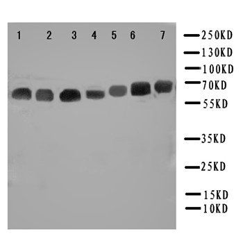 NADPH oxidase 4/NOX4 Antibody