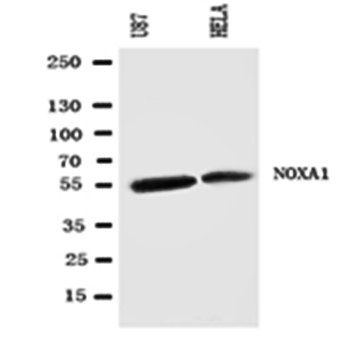 NOXA1 Antibody