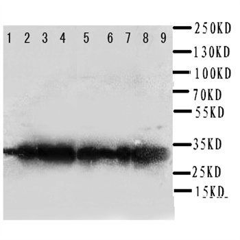 Anti-Prohibitin/PHB Antibody