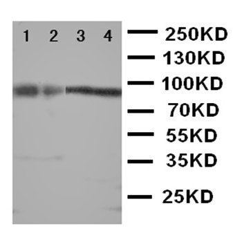 Anti-Cullin 3/CUL3 Antibody