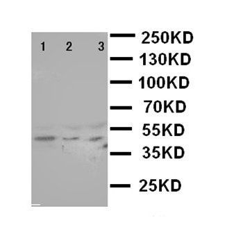 SAPK4/MAPK13 Antibody