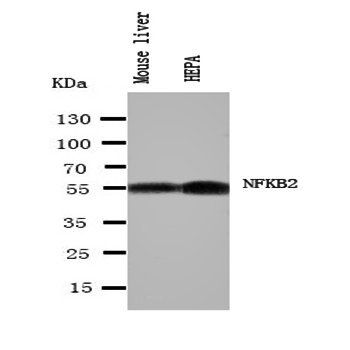 NFkB p100/p52/NFKB2 Antibody