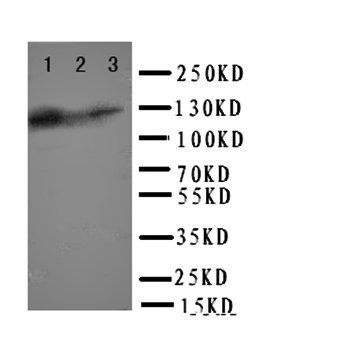 Toll-like receptor 10 TLR10 Antibody