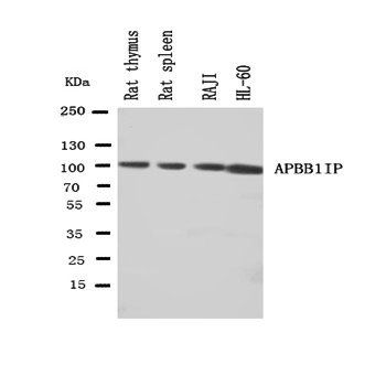RIAM/APBB1IP Antibody