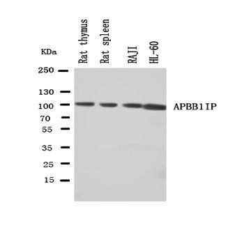 Anti-RIAM/APBB1IP Antibody