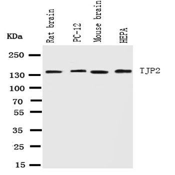Tight junction protein ZO-2 TJP2 Antibody
