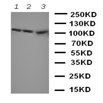 Zonula occludens protein 3/TJP3 Antibody