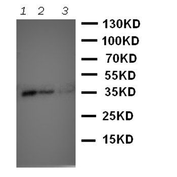 Protein Wnt-2b Wnt2b Antibody