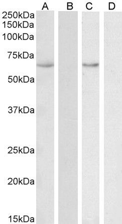 HSPA13 antibody