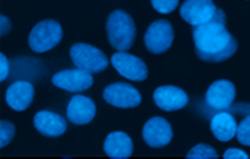 hMSRB1 Antibody