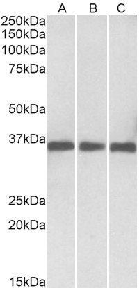 Goat anti-MDH1 / MOR2 (aa211-223) Antibody