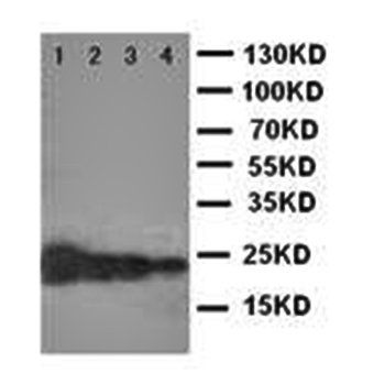 Anti-Growth Hormone/GH1 Antibody